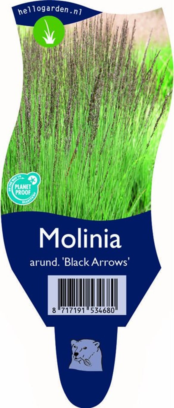 Molinia caerulea 'Black Arrows' - P11